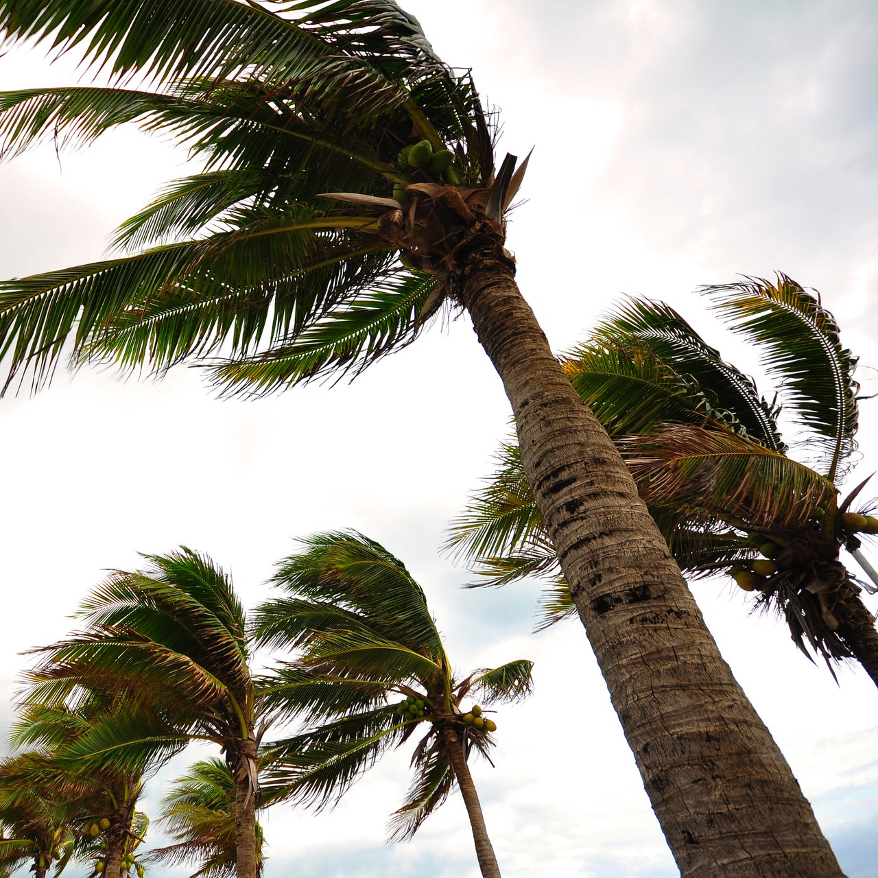 palms at hurricane