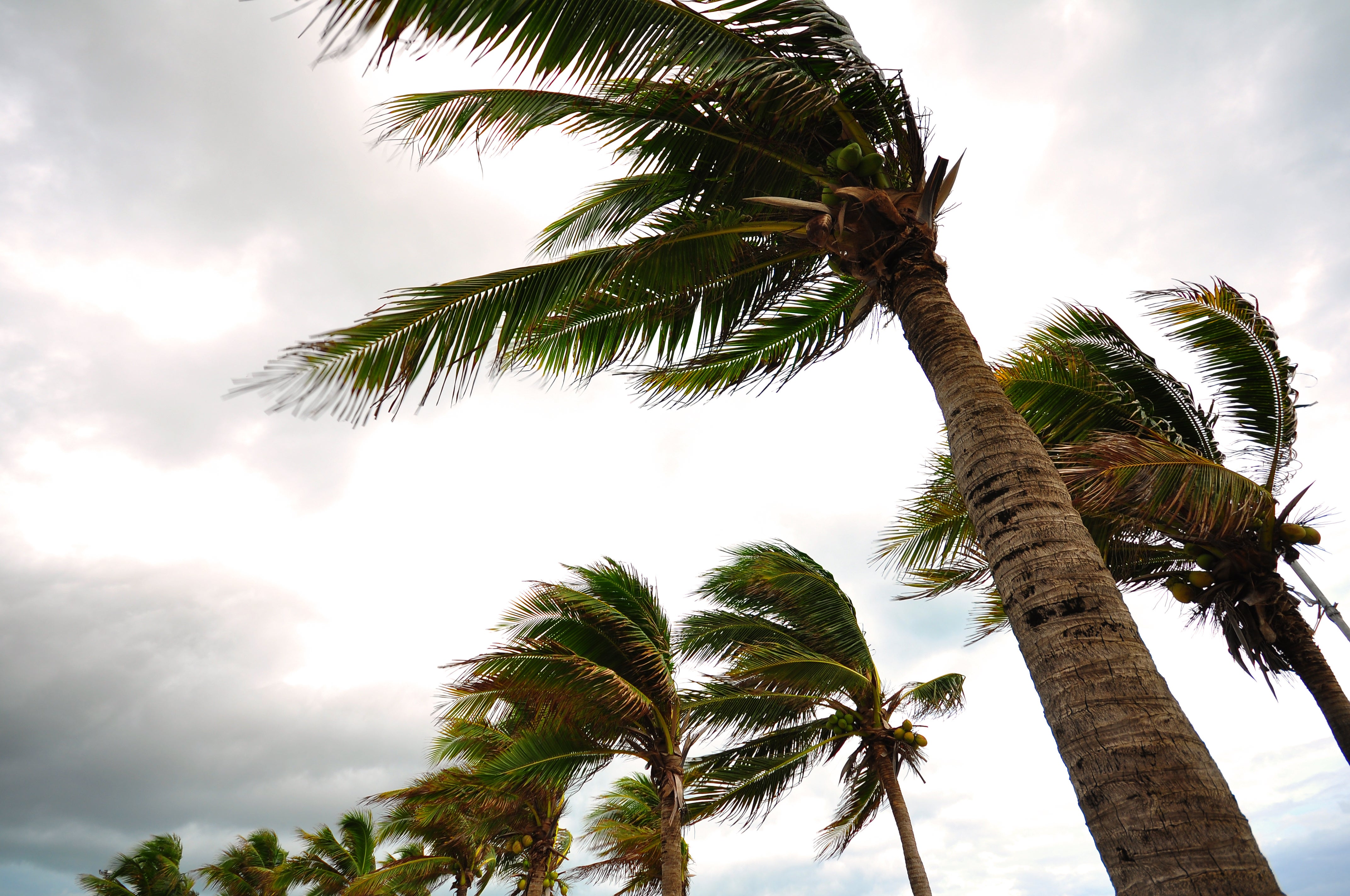 palms at hurricane