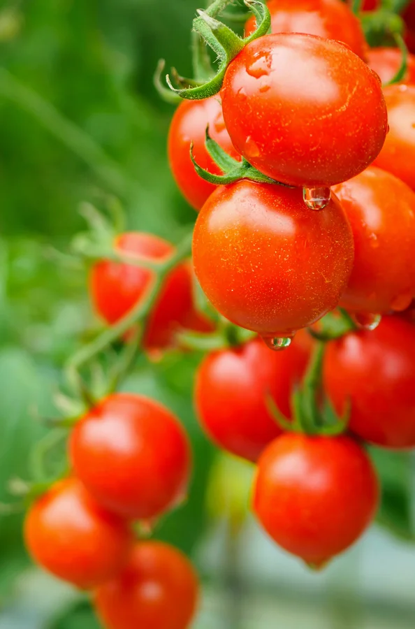 A tomato vine closeup