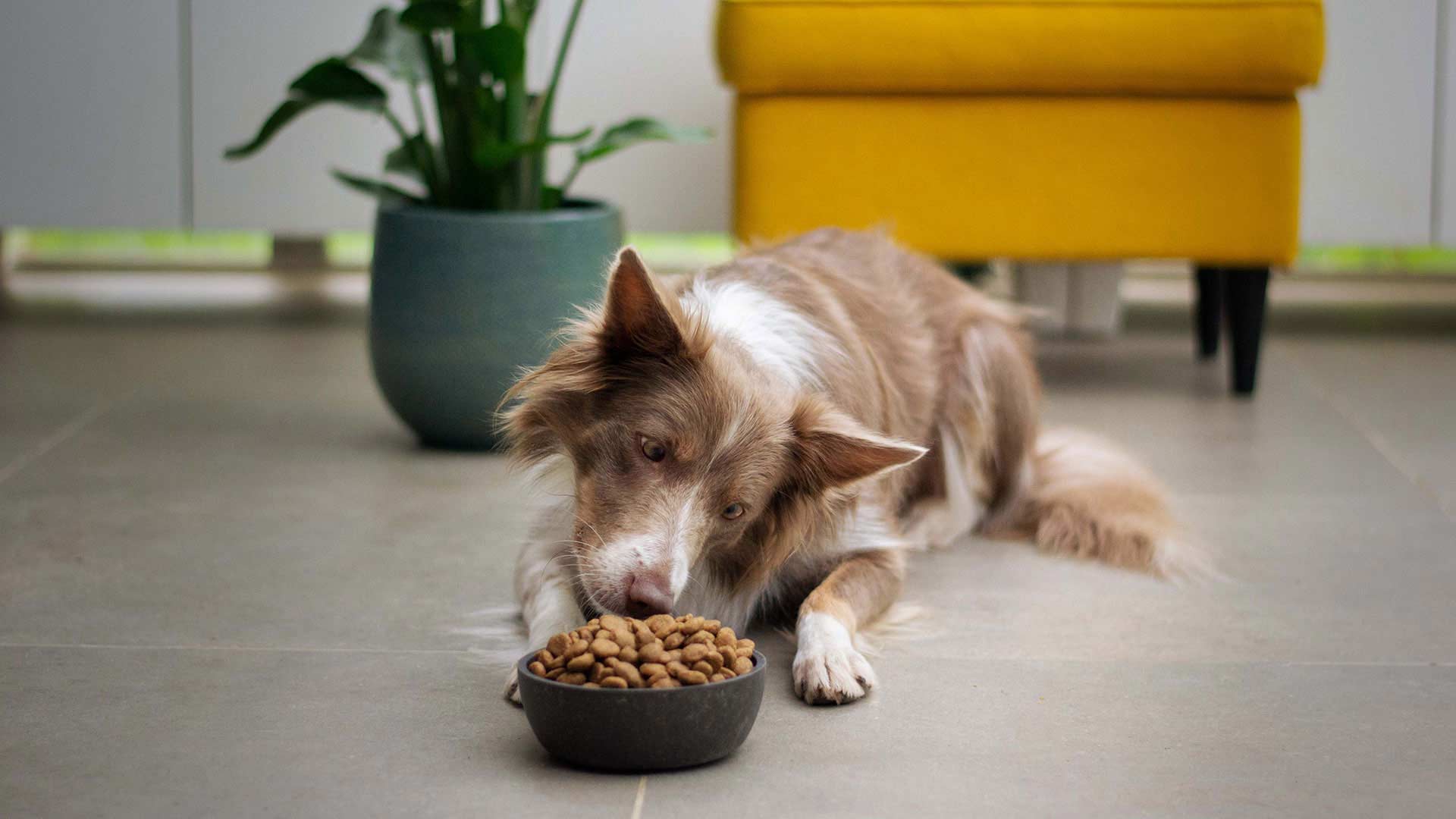 Ohio Supports Major U.S. Pet Food Manufacturers