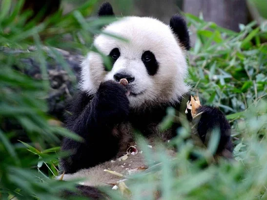 Chengdu Panda Breeding and Research Center