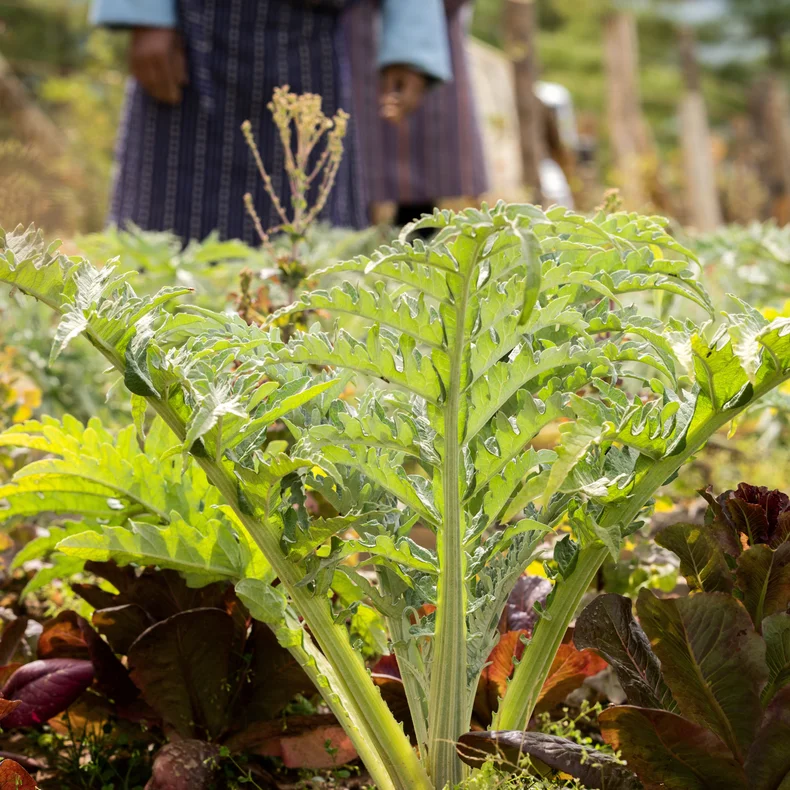 Organic farming and seed planting