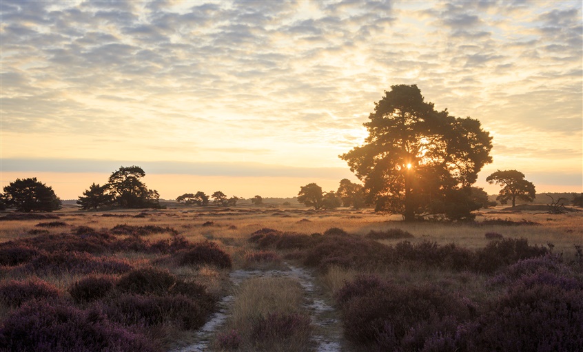 Hotels bij de Veluwe