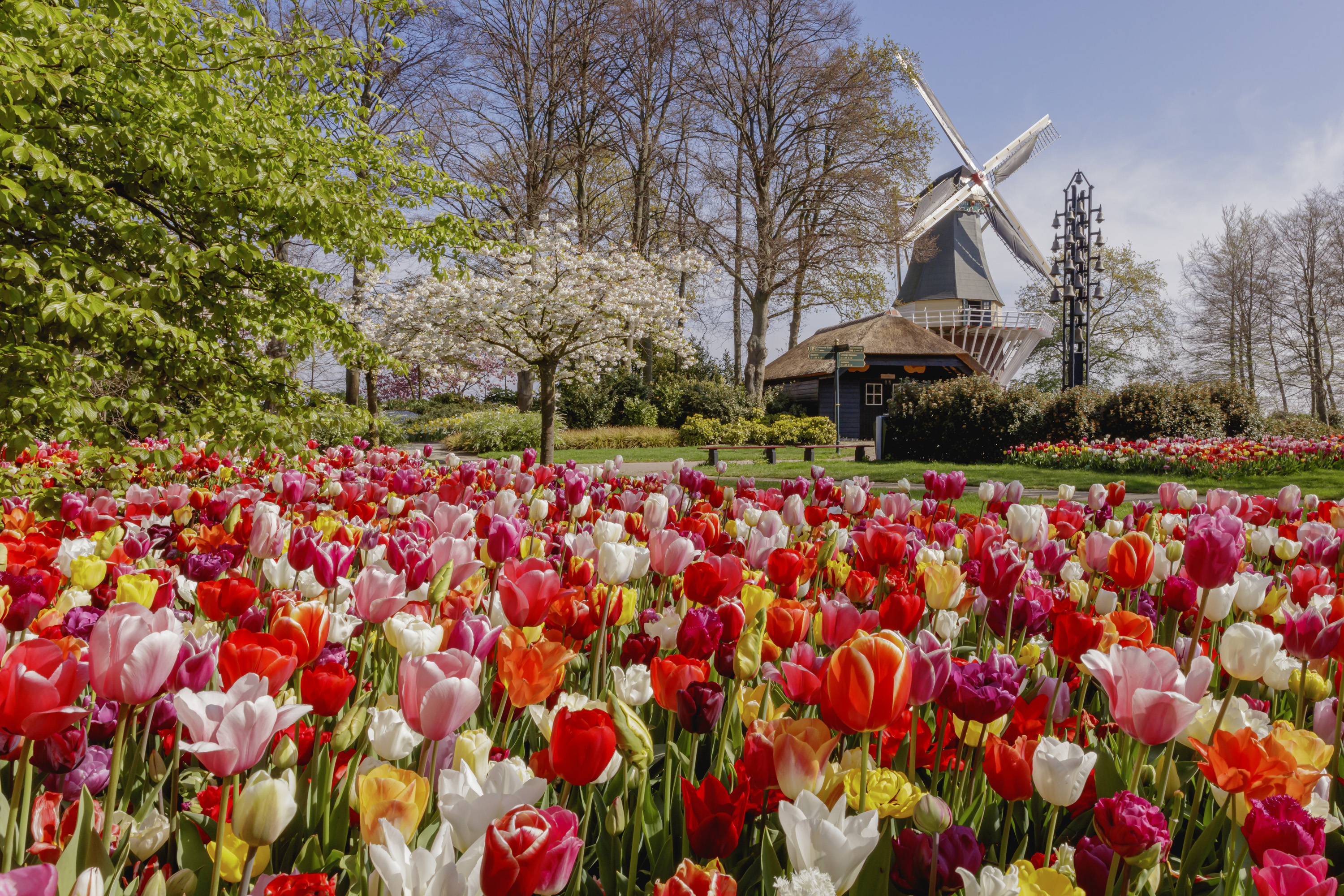 Keukenhof
