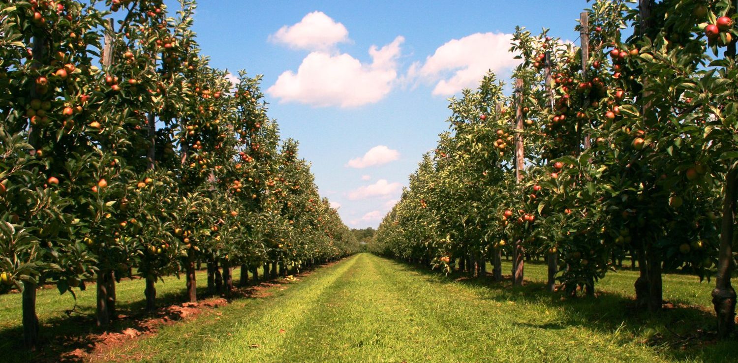 Landgoed De Olmenhorst