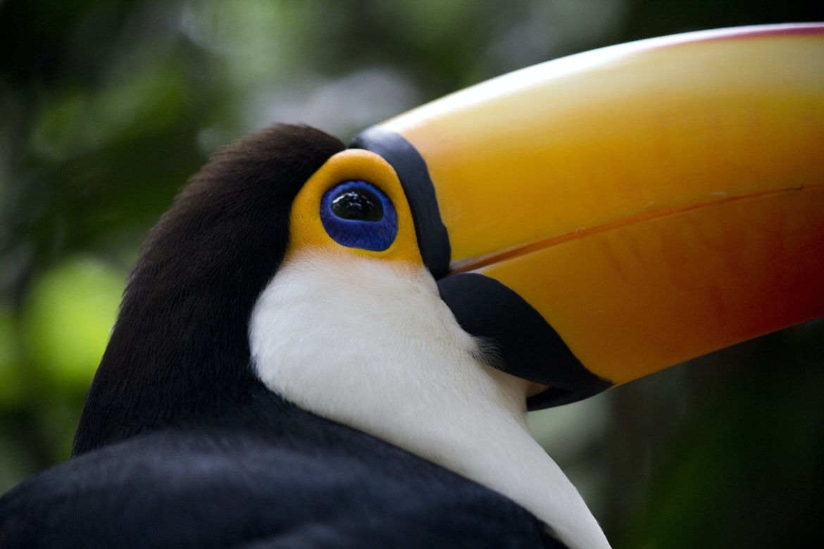 Why a toucan and not a falcon?