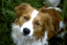 Restaurant check-in en check-out mails