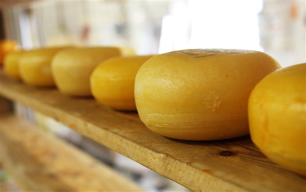 Gouda Cheese Experience