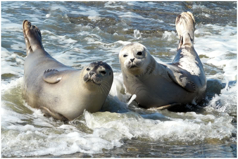Wattenmeer: Schiermonnikoog
