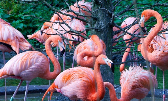 Be a flamingo