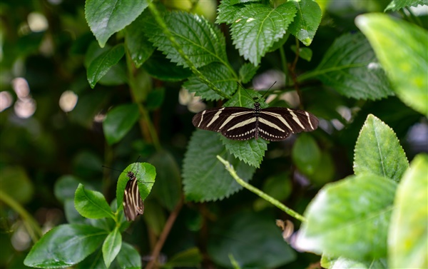 Ontdek in de Hortus botanicus