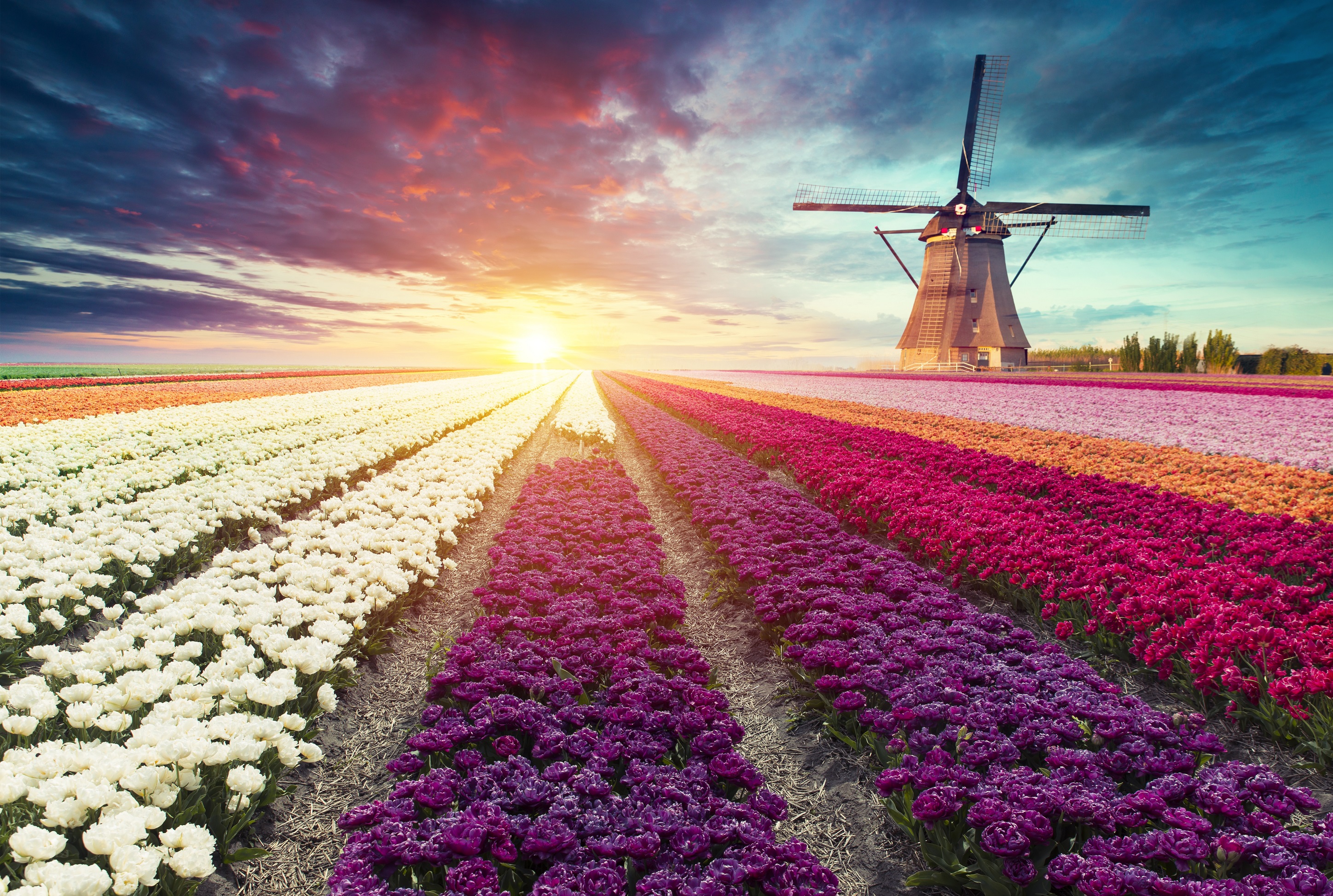 ''Holland, you are beautiful!''