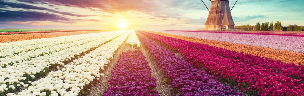 ''Holland, you are beautiful!''