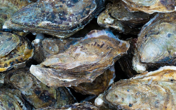 (Valk)oesters
