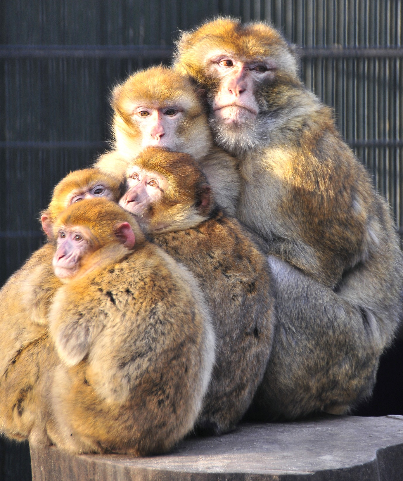 Gutshof Hoenderdaell