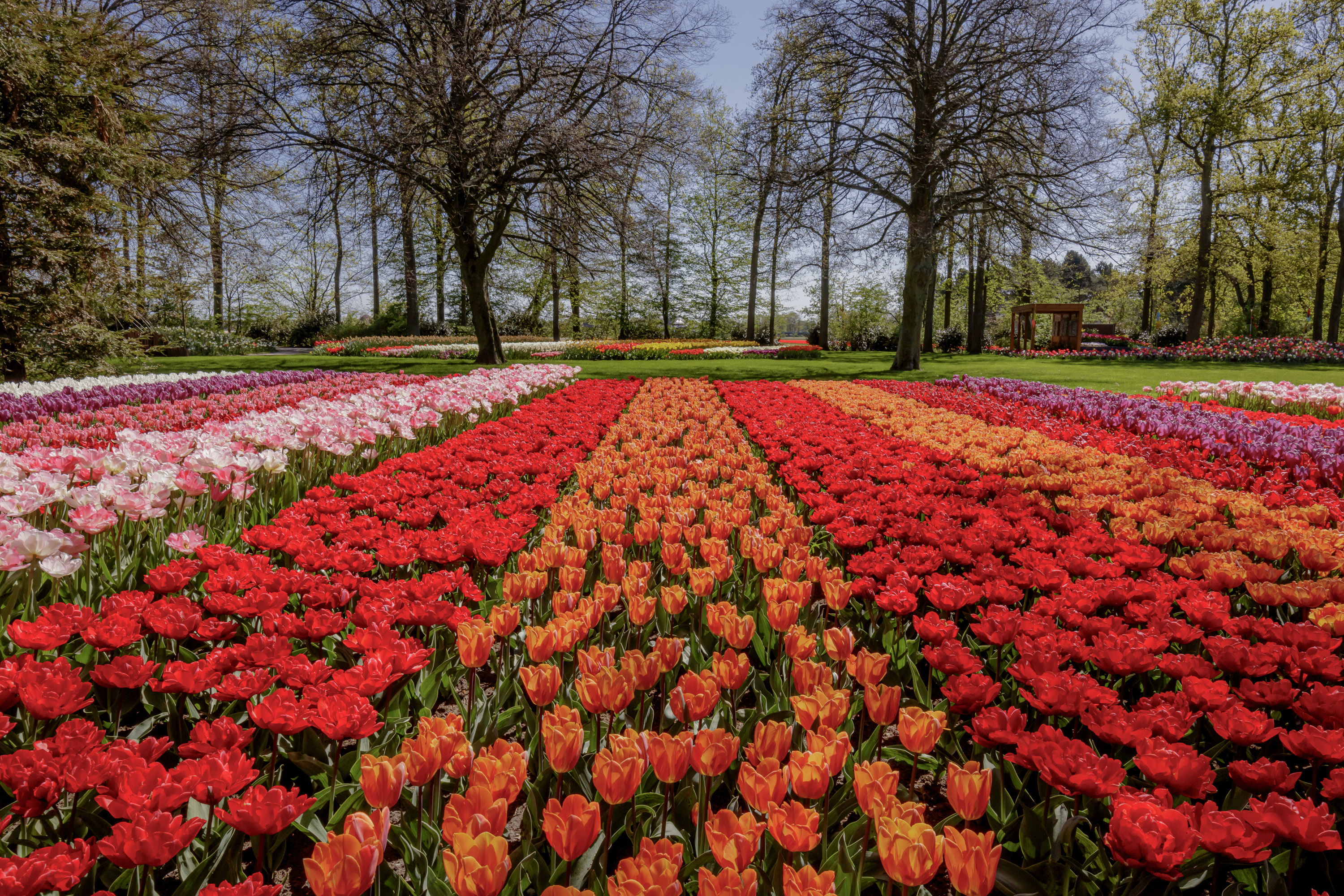 Keukenhof