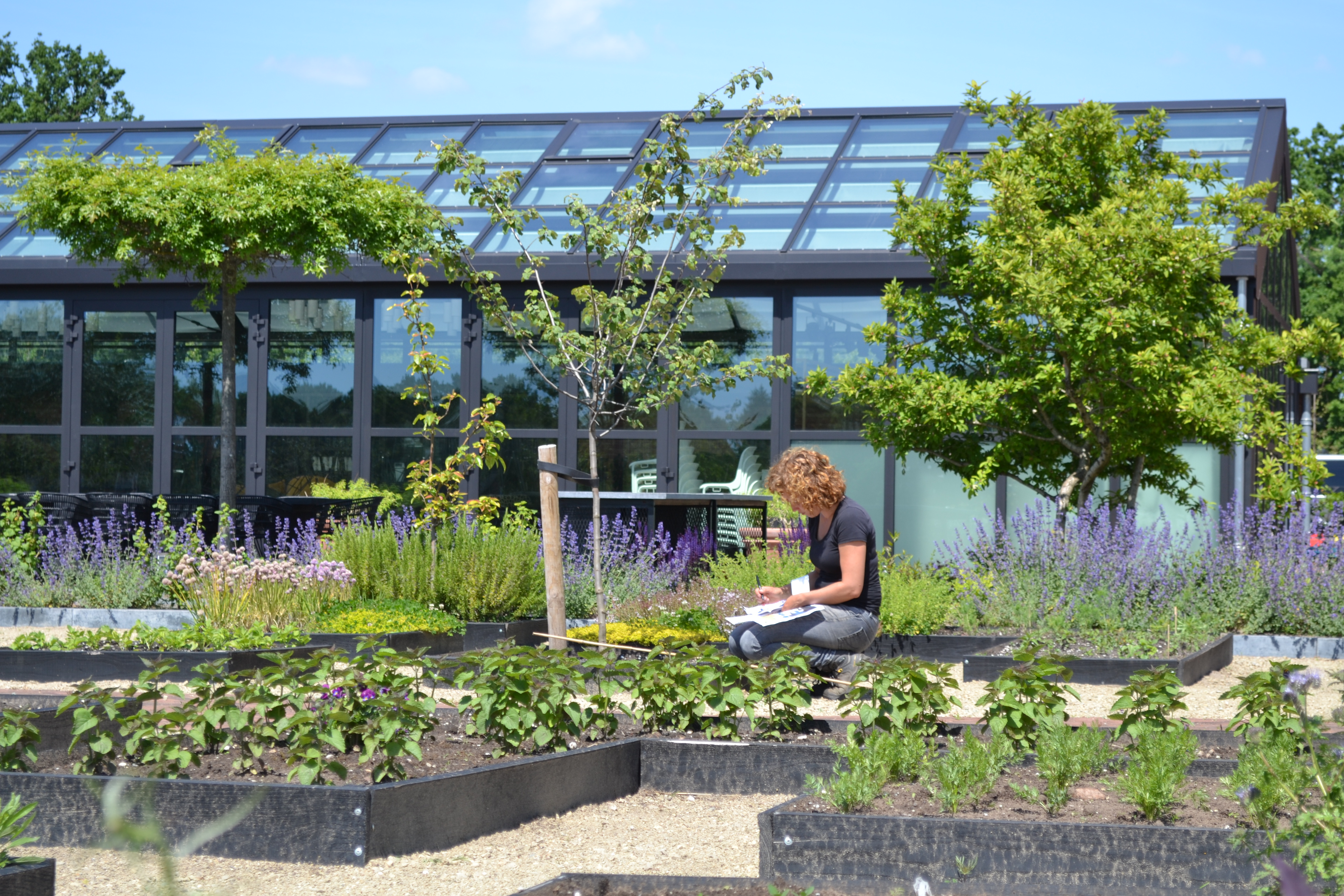 The vegetable garden