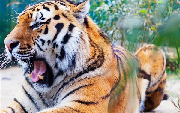 Beekse bergen arrangement incl. diner