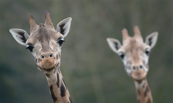 Wildlands Adventure Zoo