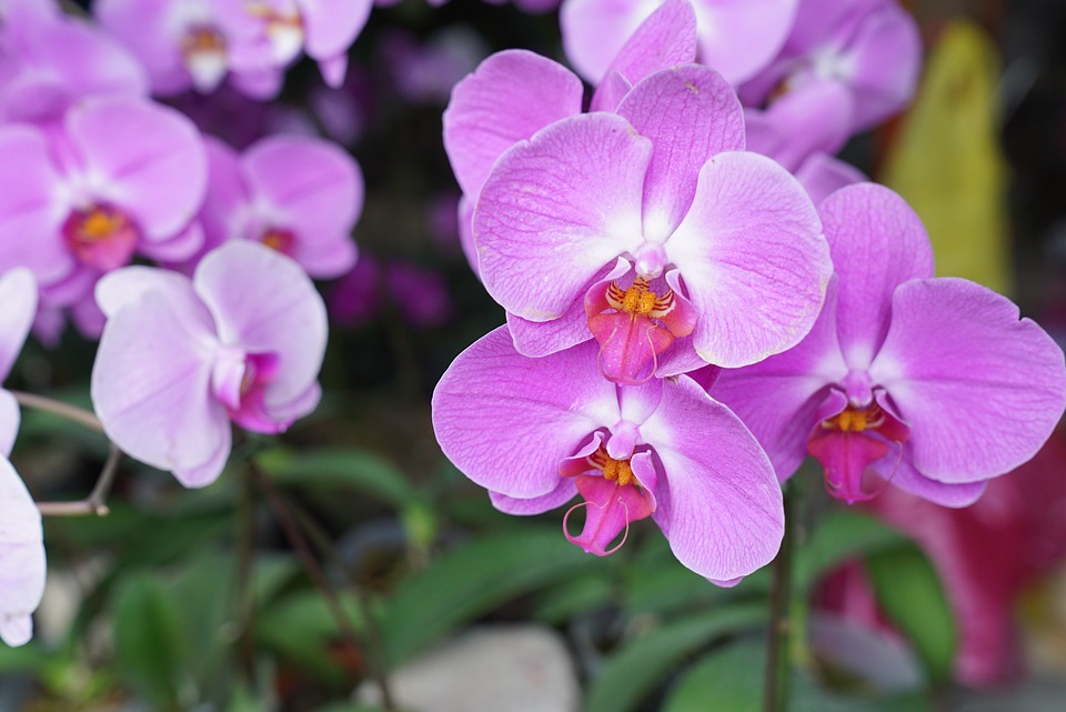 Orchideeëntuin Haren