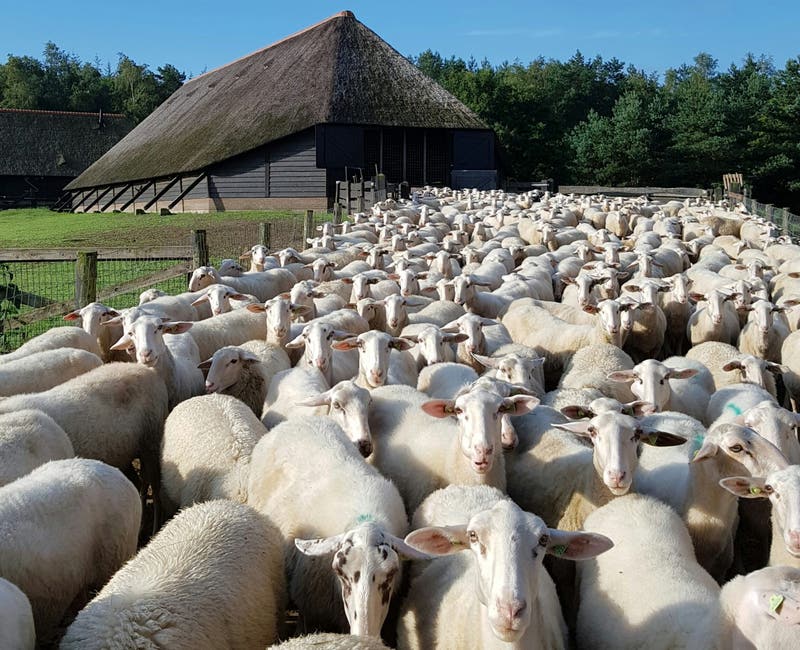 Sheepfold Ermelo