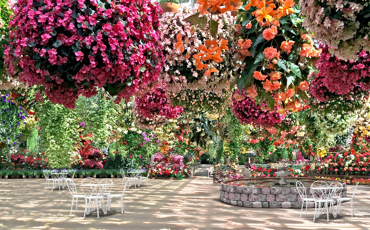 Discover the orchid farm