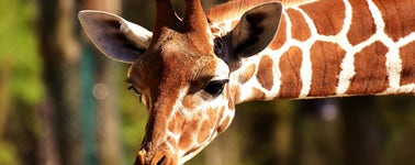 Safaripark Beekse Bergen Safaripark Beekse Bergen