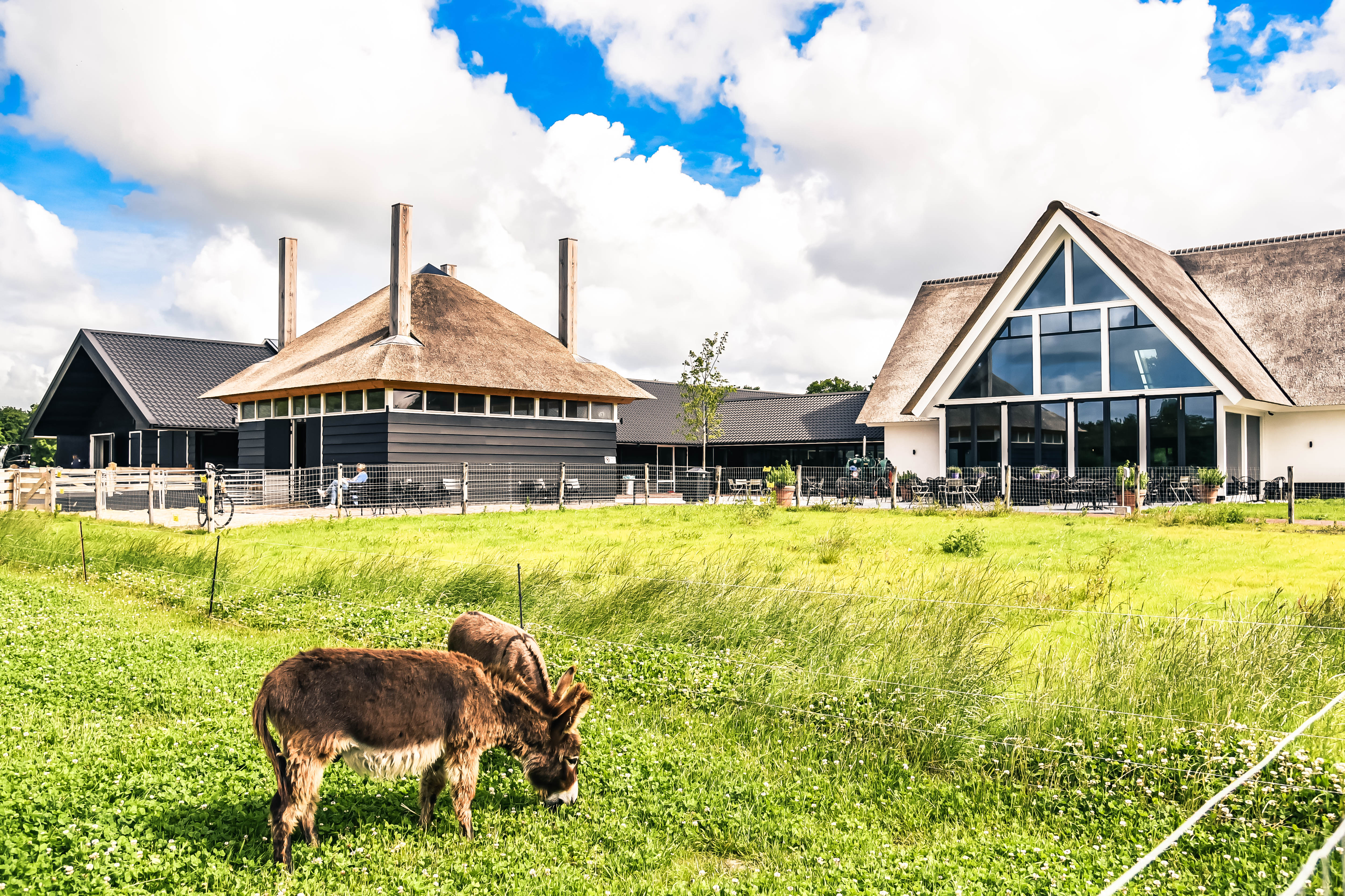 Hotel De Gouden Leeuw: Tante Tokkie