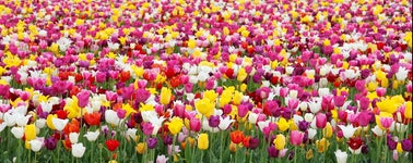 Hotel Rotterdam - Blijdorp - Cheerful Spring