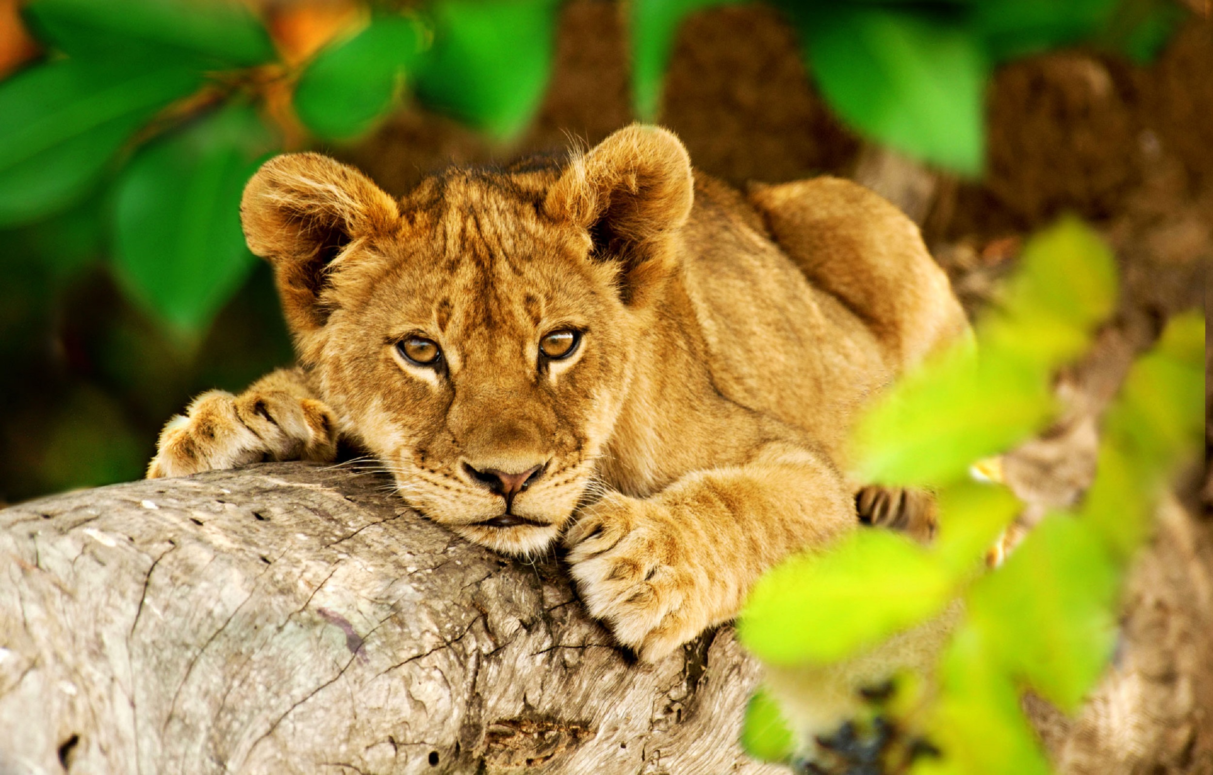 Dierentuin arrangementen