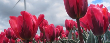 Tulpen arrangement