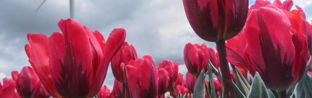 Tulpen arrangement