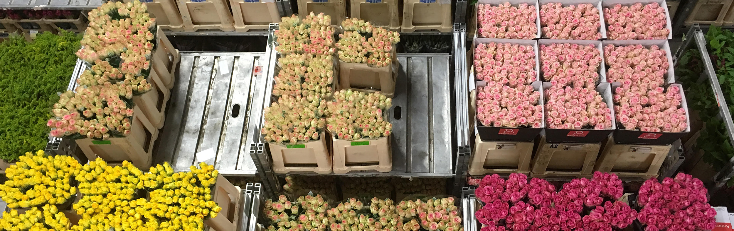 Aalsmeer bloemenveiling
