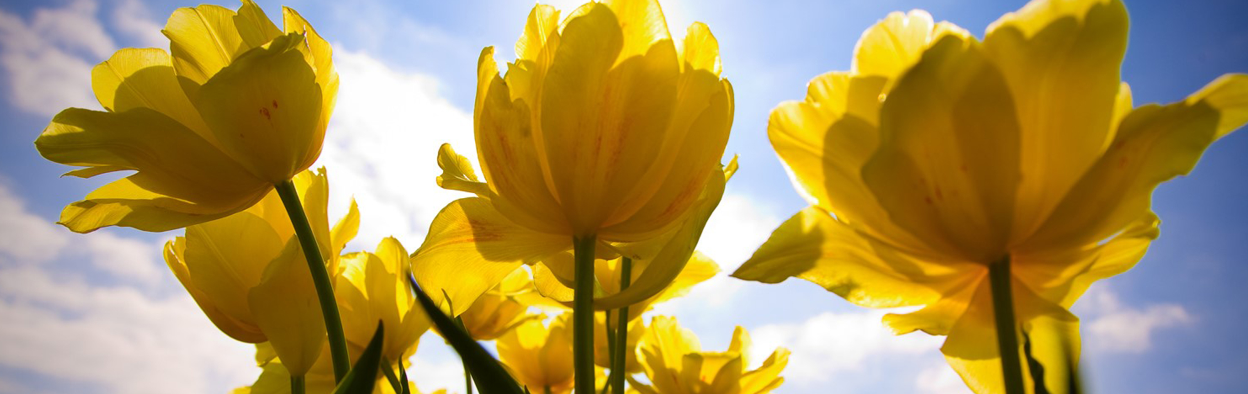 Colorful floral fields