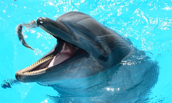 Dolfinarium