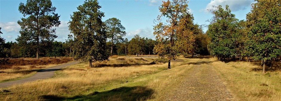 Hotels bij het bos