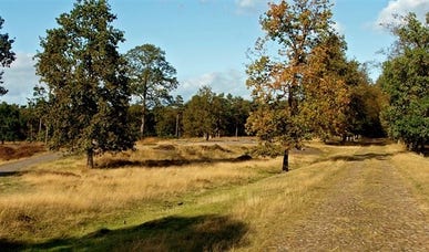 Hotels bij het bos Hotels bij het bos