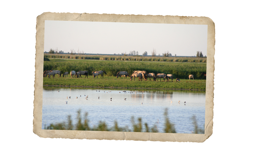 Wilde dieren spotten