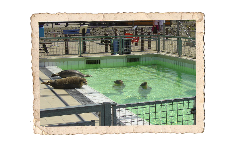 Een crèche voor zeehonden