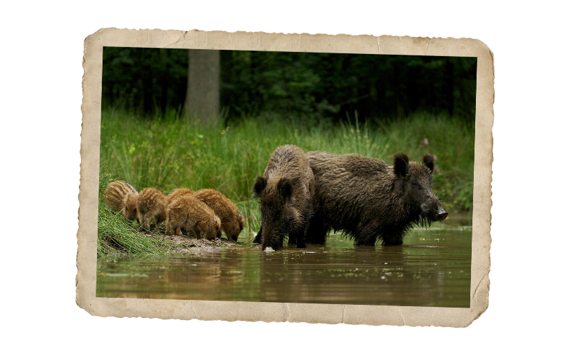 De Big Five van Nederland