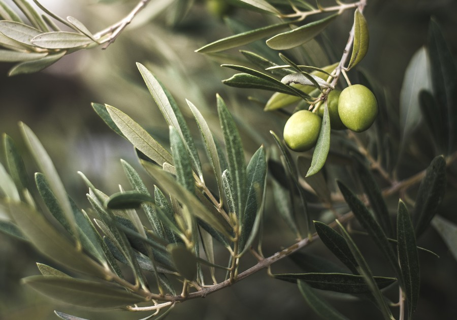 Olive Leaf Extract: Health Benefits, Dosage, and Side Effects