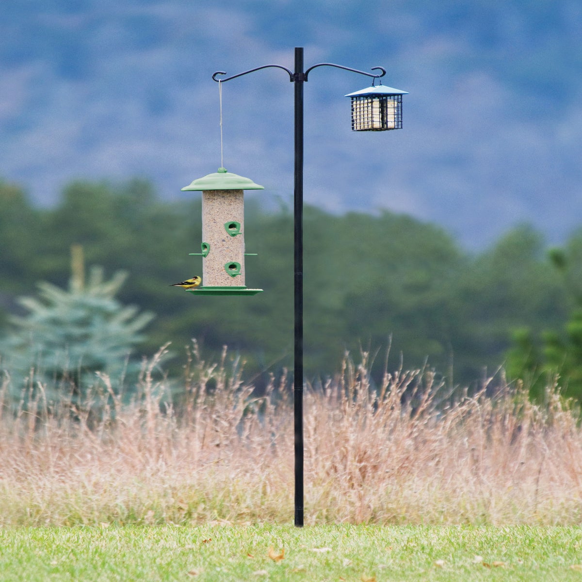 modern bird feeder pole