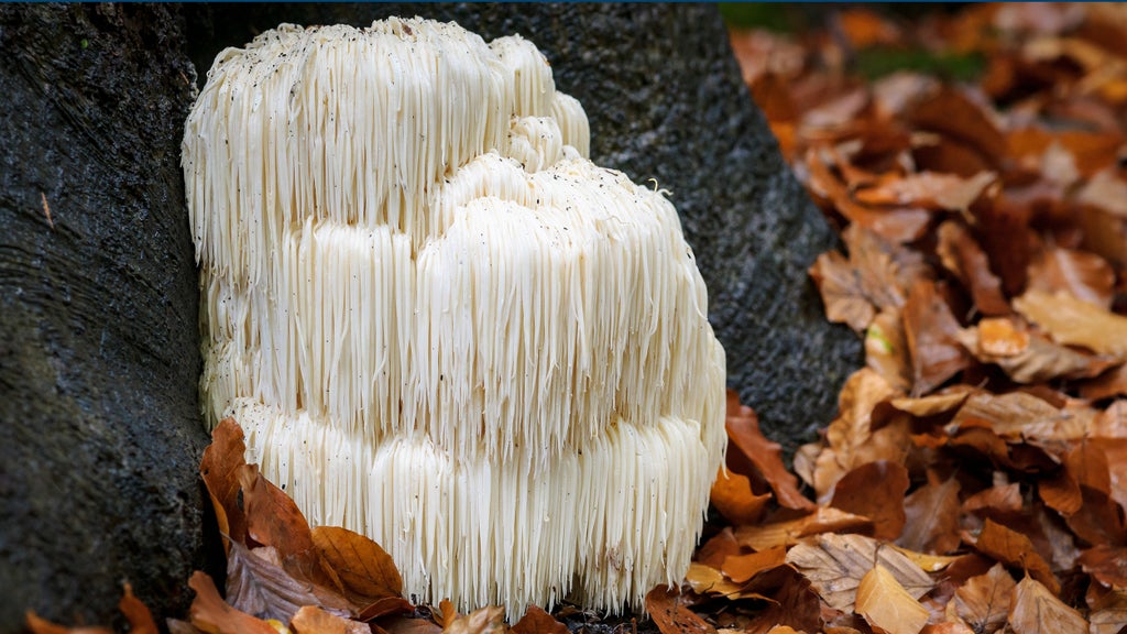 lion's mane mushroom