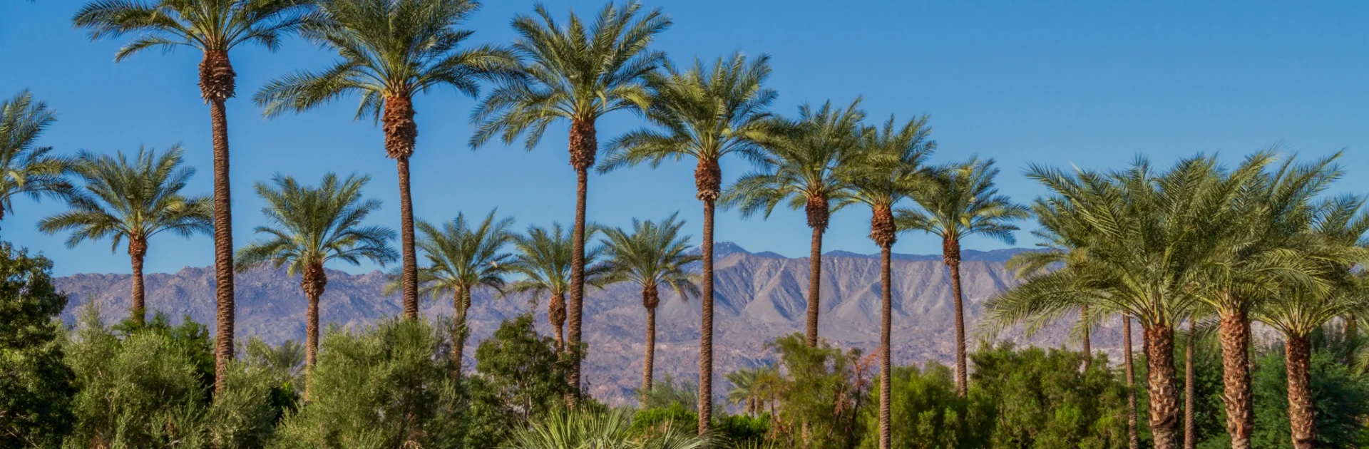 Landmark view of Palm Springs, host city of the PDA Universe 2026 Conference, where SHL Medical will exhibit.
