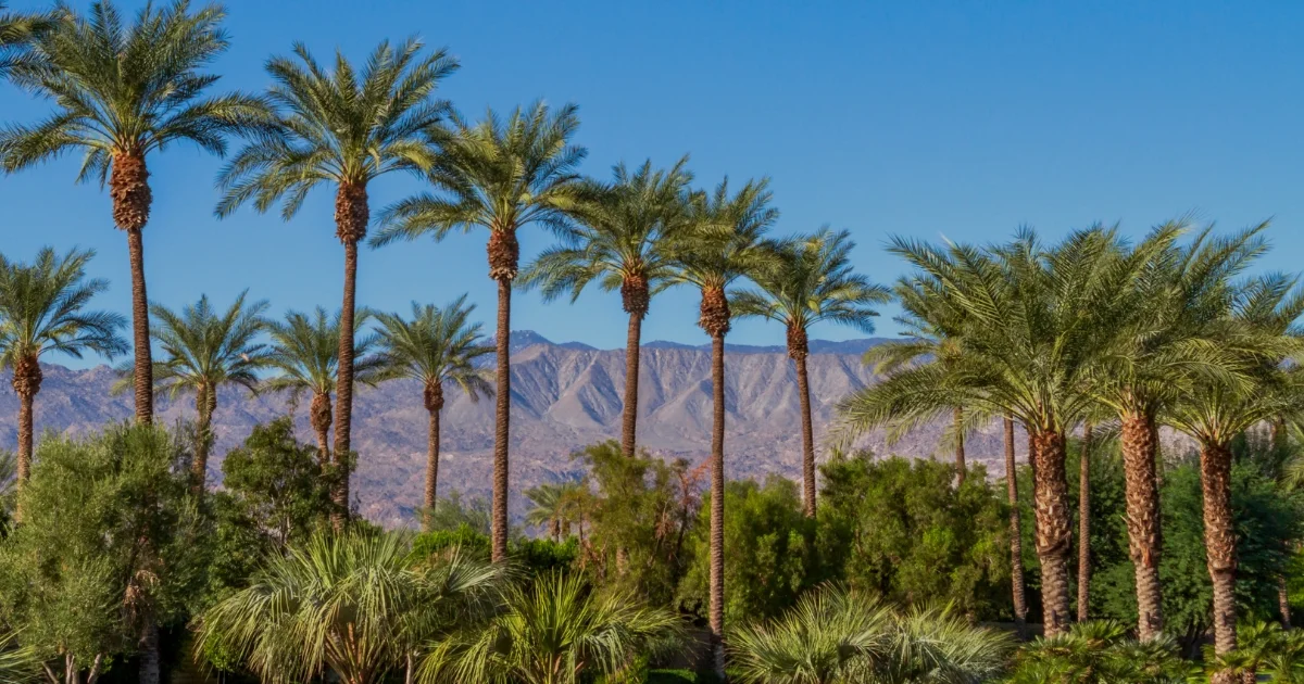 [.jpg] PDA-Palm Springs-External-website-20260804