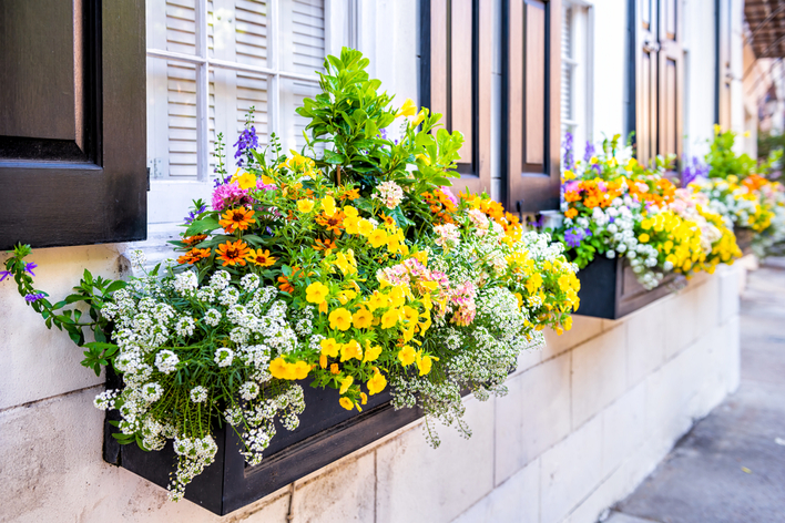 Colorful spring window boxes with flowers on a building with black window shutters