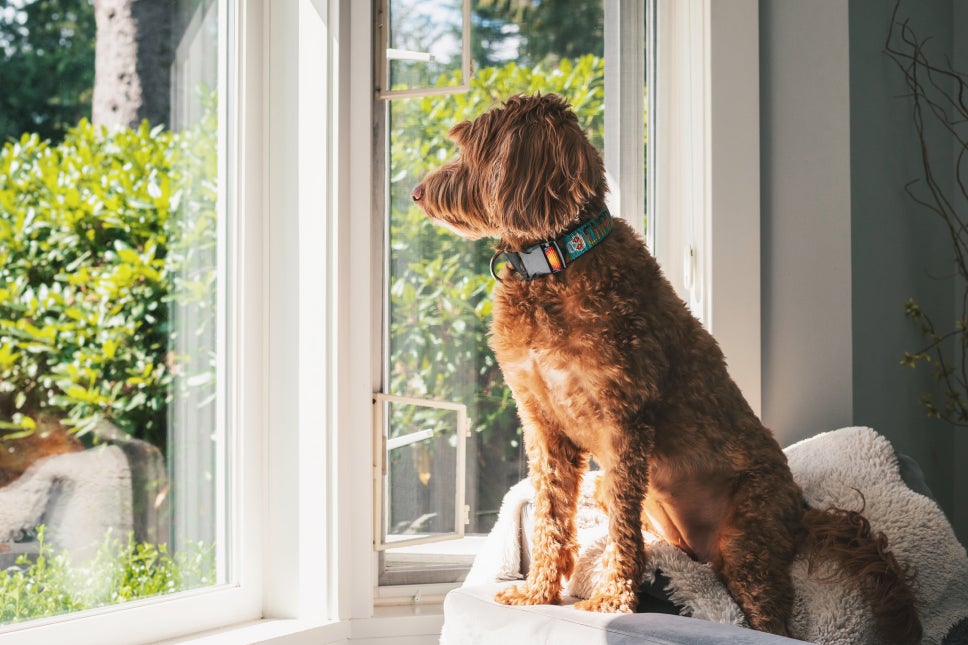 A brown dog staring out of a window