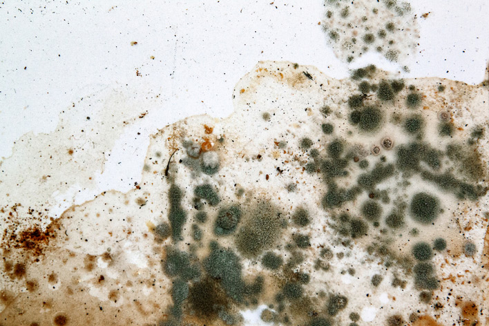 Colonies of mold