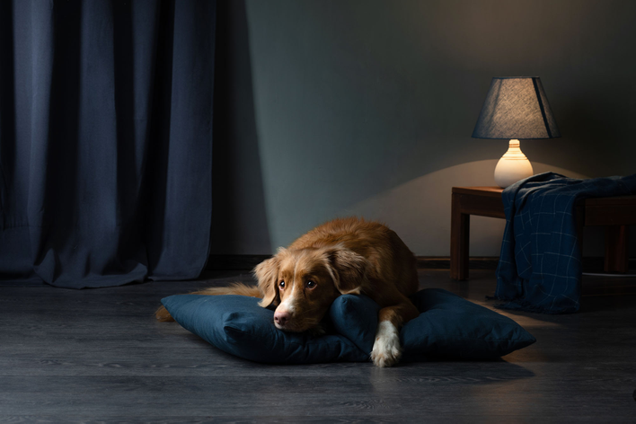 A dog resting on a cushion next to not very pet-proof window treatments and a low table with a lamp.