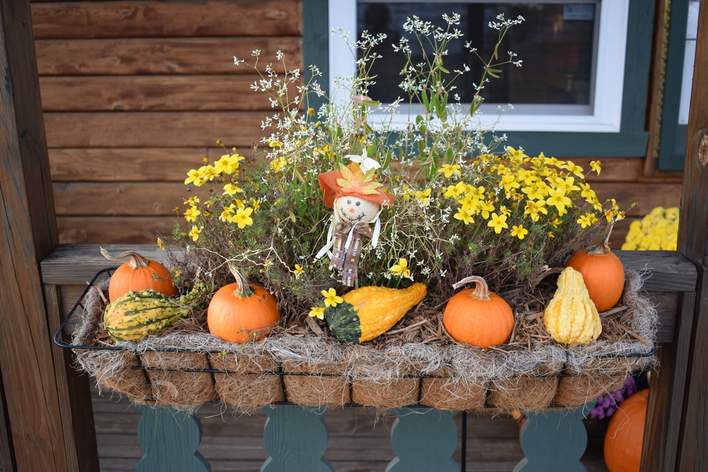 Fall window box with yellow flowers and pumpkins
